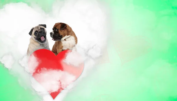 Pareja de pug y boxeador en forma de corazón —  Fotos de Stock