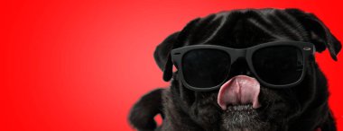 Köpek burnu yalarken güneş gözlüğü takıyor.