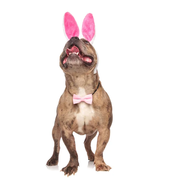 Ciekawy amerykański tyran noszący królicze uszy i różową muszkę — Zdjęcie stockowe