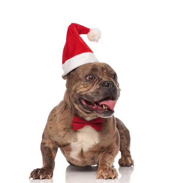 Feliz americano matón usando navidad sombrero y rojo bowtie — Foto de Stock