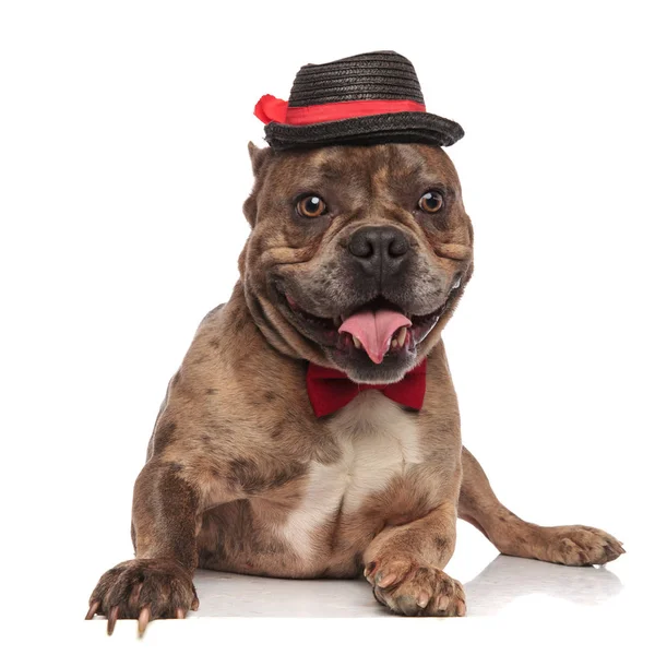 Carino americano bullo indossare nero cappello e papillon — Foto Stock