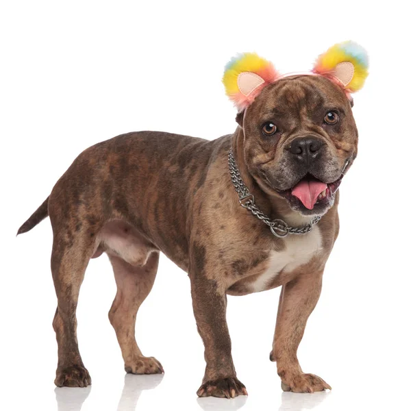 Feliz americano bravucón usando orejas de colores y jadeo — Foto de Stock