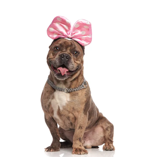 Cute american bully wearing pink bow and panting — 스톡 사진