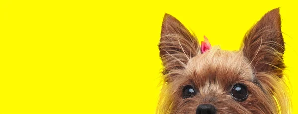 Yorkshire terrier dog hiding from camera shy — 스톡 사진