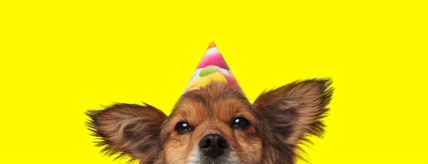 Metis perro vistiendo sombrero de cumpleaños y mirando la cámara — Foto de Stock