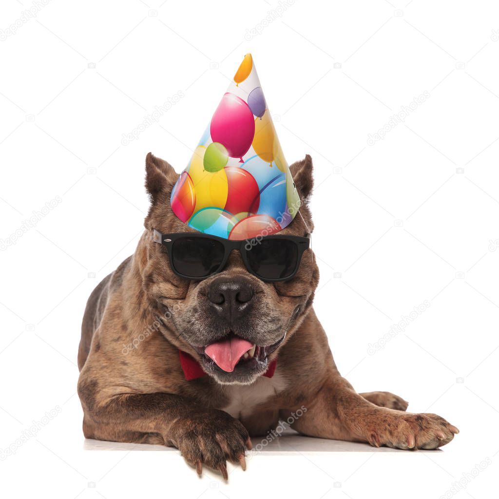 cute american bully wearing birthday hat and sunglasses