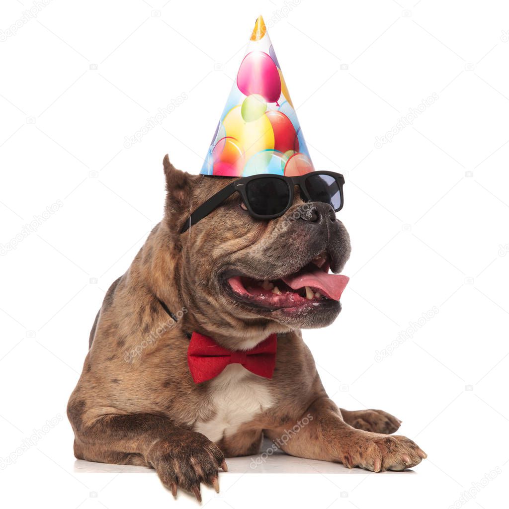 smiling american bully wearing birthday hat and sunglasses