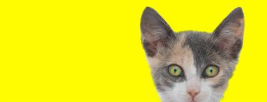 Bu, kameraya bakarken yüzünü saklayan bir kedi. 