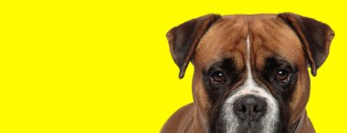 Kahverengi kürklü, büyük gözlü boksör köpeği.