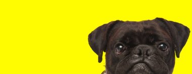 Siyah kürklü boksör köpeği saklanıyor ve kameraya bakıyor