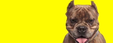 Şirin Amerikan zorba köpeği tasma takıyor ve nefes nefese