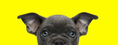 Kahverengi kürklü ve mavi gözlü Amerikan zorba köpeği