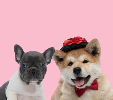 # İki köpekten oluşan bir takım soluk soluğa #