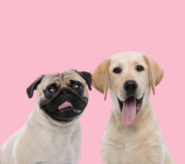 Pembe arka planda iki köpek, pug ve labrador toplayıcısı.