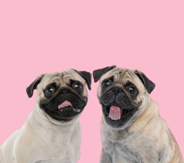 Pembe arka planda dil çıkaran iki pug takımı.