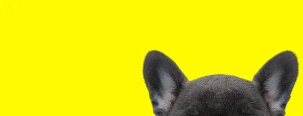 Close up on a french bulldog 's ears and forehead — стоковое фото