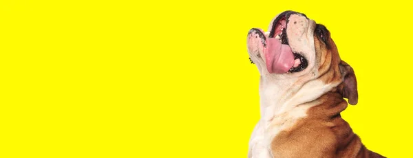 Lindo bulldog inglés mirando hacia arriba con la lengua hacia fuera feliz — Foto de Stock