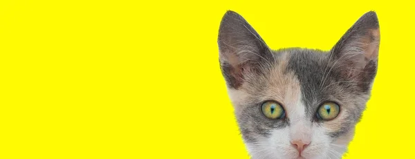 Metis Katze versteckt ihr Gesicht, während sie in die Kamera schaut — Stockfoto