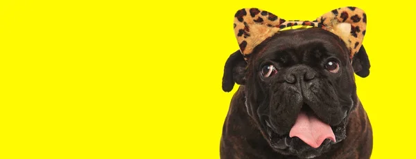 Doce boxer cão vestindo cabeça com orelhas de leopardo — Fotografia de Stock