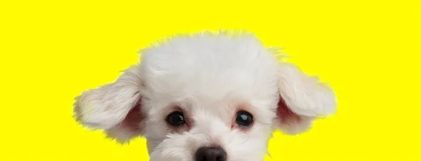 Adorable bichon dog hiding with shy eyes — 스톡 사진