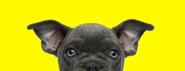 American bully dog com pele marrom e olhos azuis escondidos — Fotografia de Stock