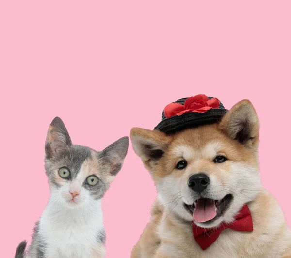 Team van metis kat en akita inu op roze achtergrond — Stockfoto