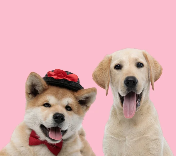 Team van twee honden op roze achtergrond — Stockfoto