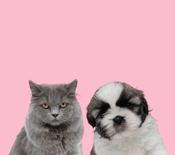 一只猫和一只狗组成的粉红背景小组 — 图库照片