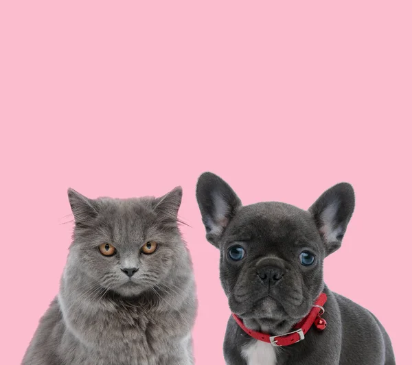 Team aus zwei Tieren auf rosa Hintergrund — Stockfoto