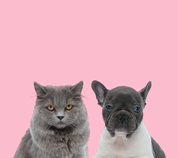 Équipe d'un chat britannique aux cheveux longs et bouledogue français — Photo