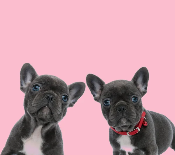 Team of two french bulldogs on pink background — Stock Photo, Image