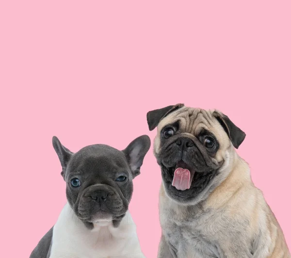 Équipe de deux chiens sur fond rose — Photo