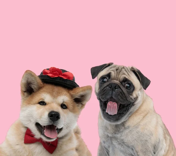 Équipe de deux chiens sortant la langue sur fond rose — Photo