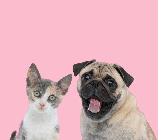 Team aus Metis Katze und Mops auf rosa Hintergrund — Stockfoto