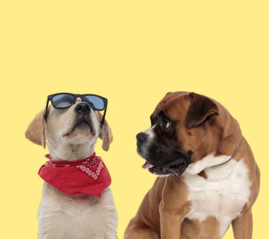 Bir çift hayvan tavırları ve nefes nefese.