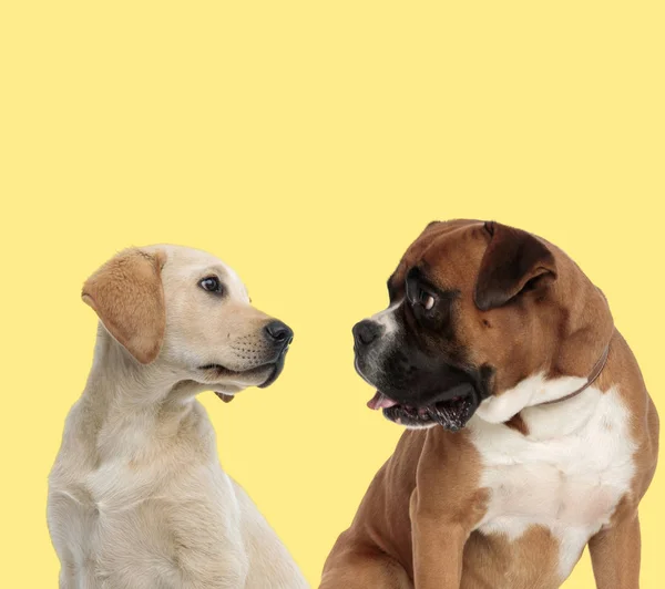 Labrador retriever and boxer dogs looking at each other — Stock Photo, Image
