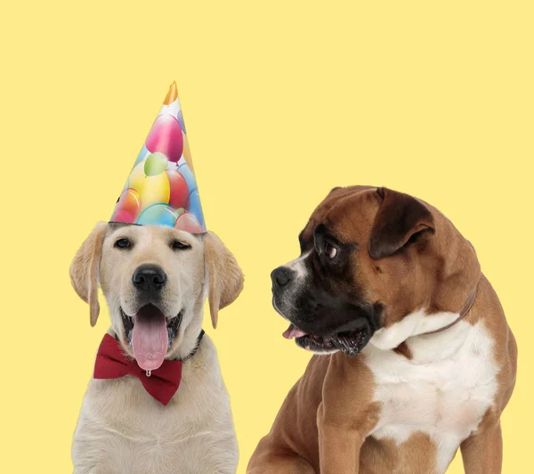Par hundar bär fluga med hatt och tittar åt sidan — Stockfoto