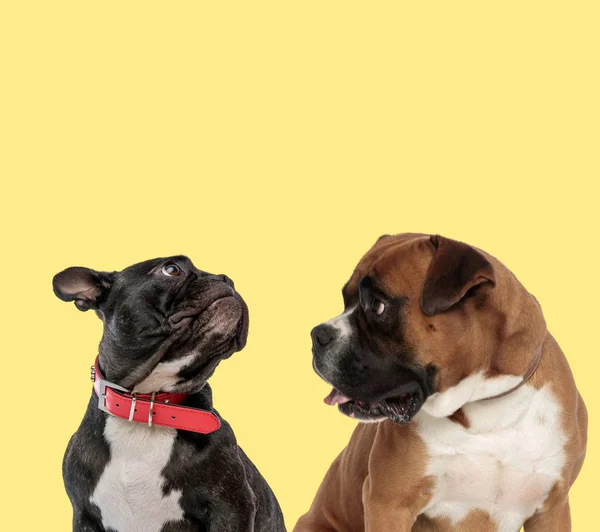 Coppia di cani guardando in alto e da parte — Foto Stock