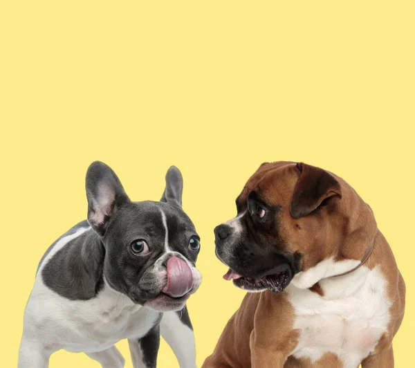 Δύο σκυλιά γλείφουν τη μύτη και κοιτάζοντας στην άκρη — Φωτογραφία Αρχείου