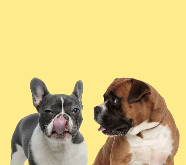 Ein paar Hunde lecken sich die Nase und schauen zur Seite — Stockfoto