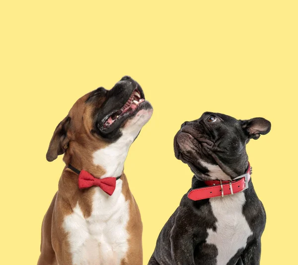 Paar Hunde heulen und schauen neugierig auf — Stockfoto