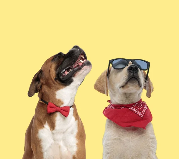 Casal de cães uivando de dor e posando com atitude — Fotografia de Stock