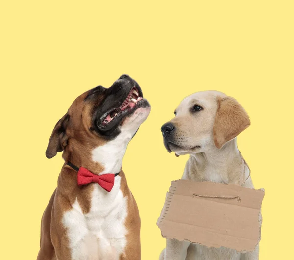 Sad couple of dogs howling and wearing carton board — 스톡 사진