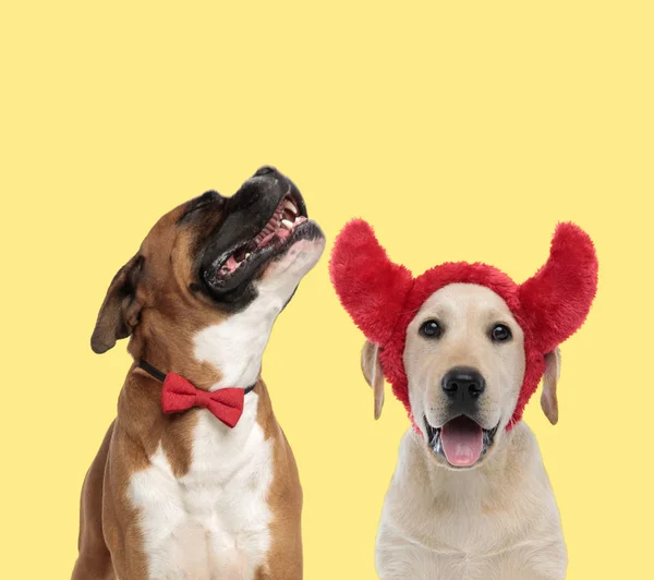 Paar honden huilend van pijn en het dragen van duivelshoorns — Stockfoto