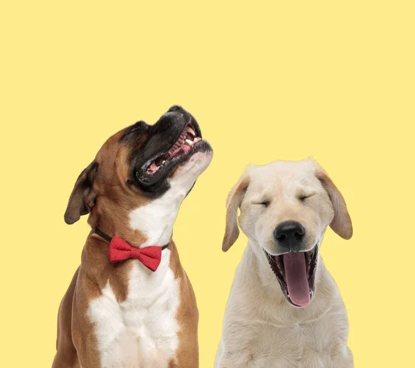 Couple of dogs howling in pain and shouting powerful — 스톡 사진