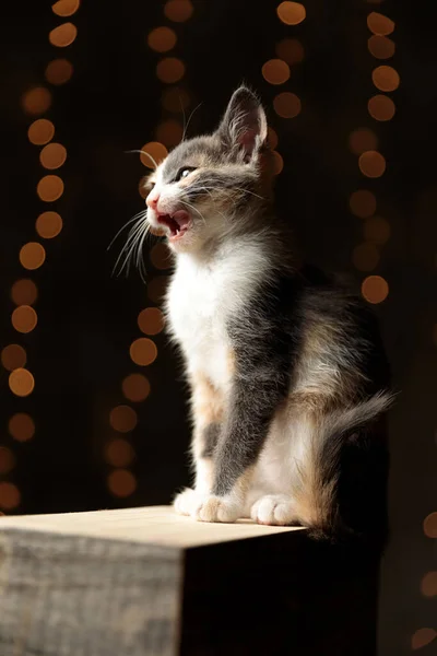Sentado Metis gato com a boca aberta olhando para a frente com raiva — Fotografia de Stock
