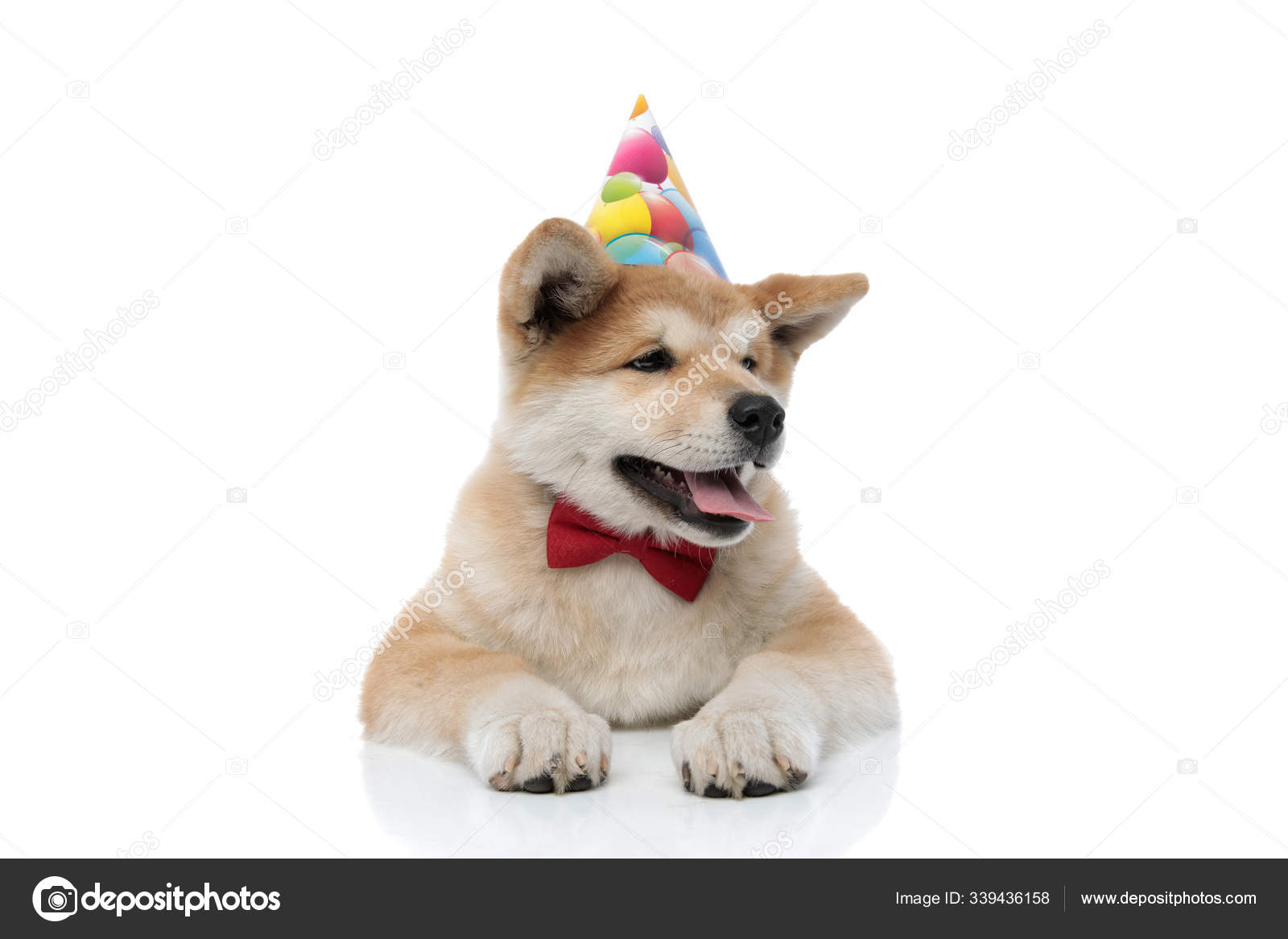 Chien Avec Une Grosse Corne Doree Sur Fond Blanc Carte D Anniversaire Photographie Feedough C Chien Avec Une Grosse Corne Doree Sur Fond Blanc Carte D Anniversaire Photographie Feedough C
