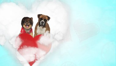 Süslü kapüşonlu köpekler. 
