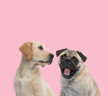 Labrador Retriever pembe arka plandaki köpeğe bakıyor.