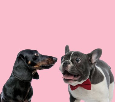 Tekkel dachshund ve Fransız bulldog takımı.